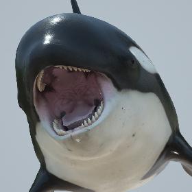 Killer whale rigged and animated for Cinema 4d 3D model